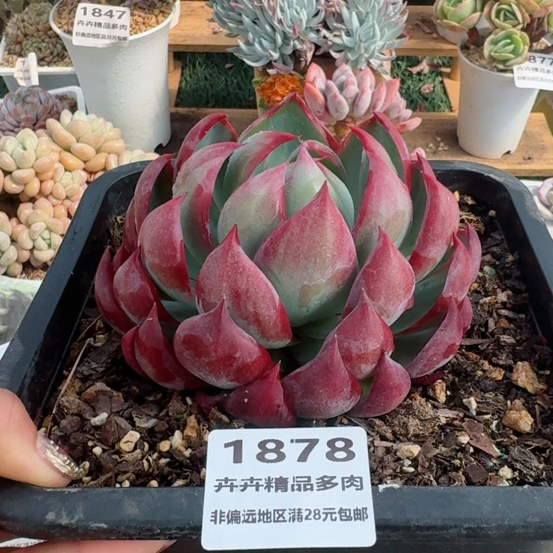 桔*1878一物一拍（满28包邮）