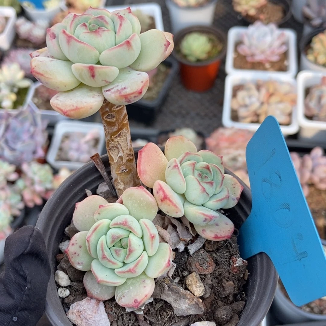 1804香草多肉植物