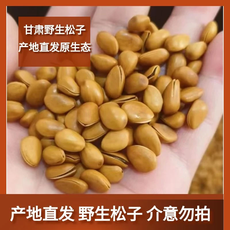 【净重1斤】甘肃野生开口松子24年新货松子好吃坚果500g