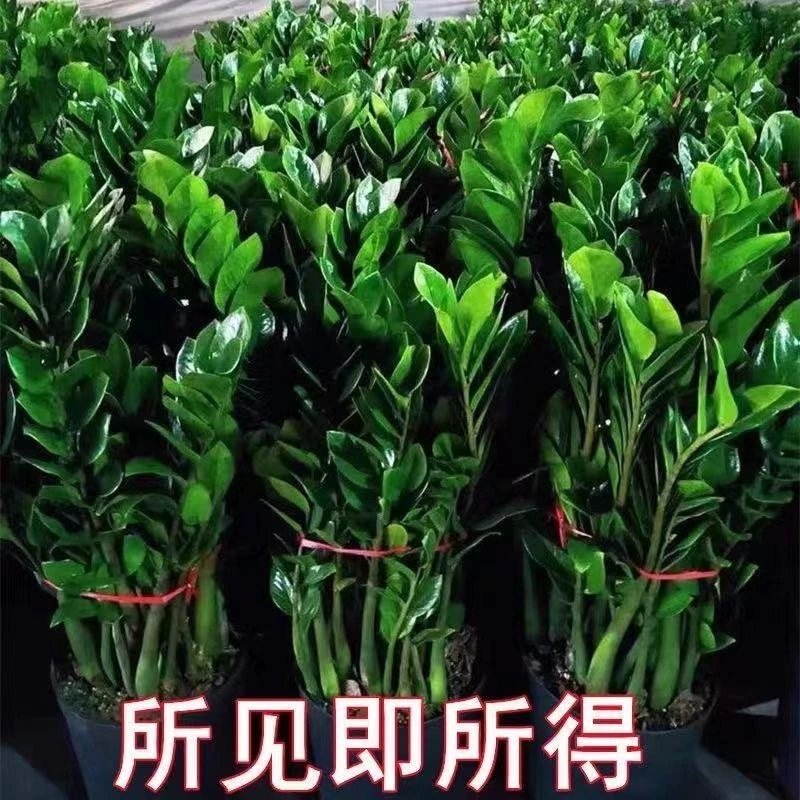 金钱树盆栽发财树绿植净化空气花卉室内绿植物客厅办公室桌面盆景