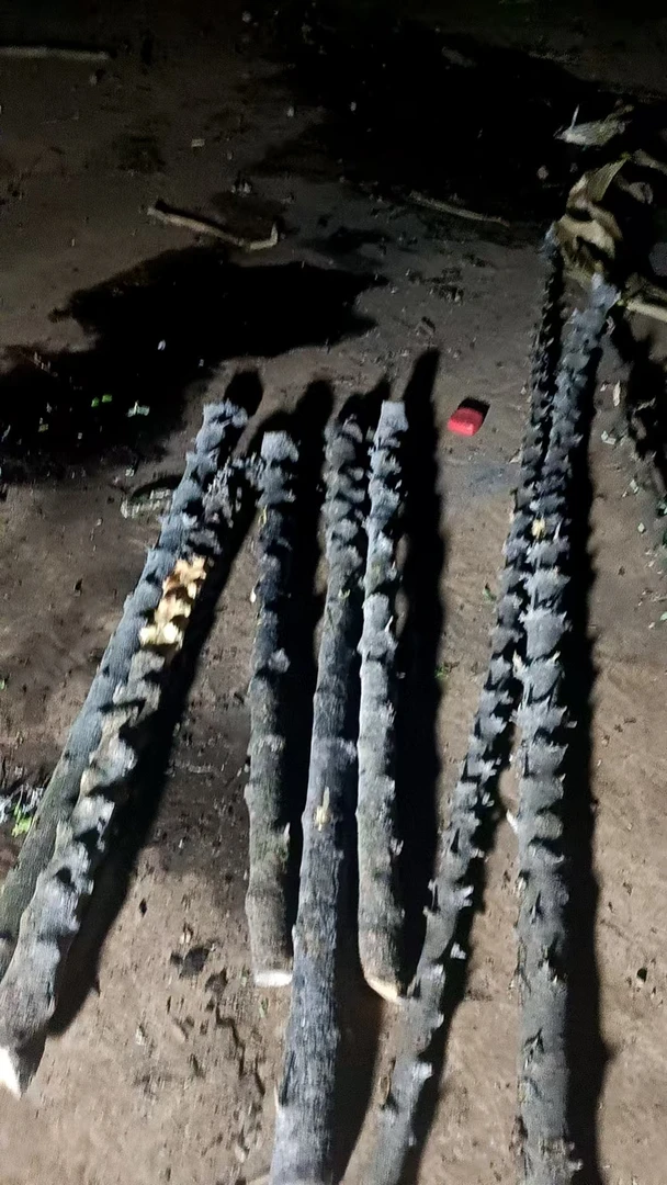 南对节，拐杖，登山杖。一物一拍。