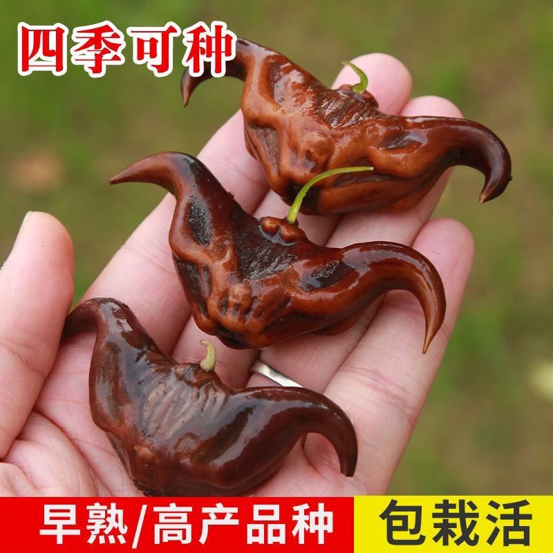 新鲜牛角菱种子牛角四角水生植物蔬菜四季高产池塘红菱角黑菱苗