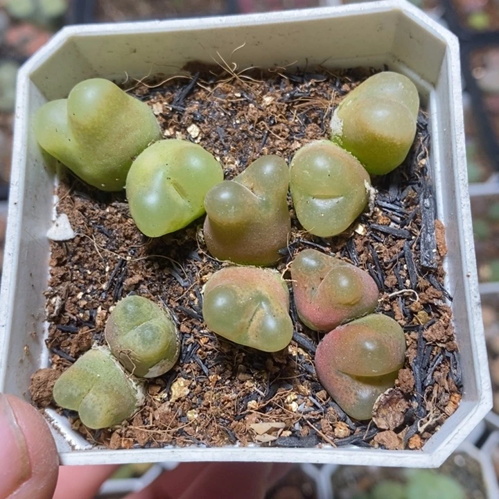 优选双头彩毛特价