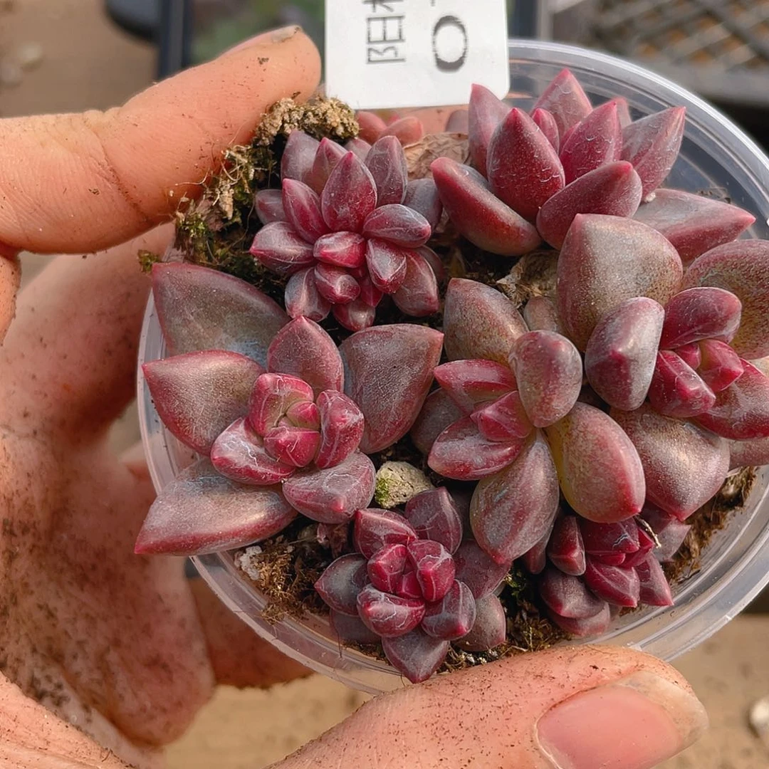 多肉植物多肉植物785