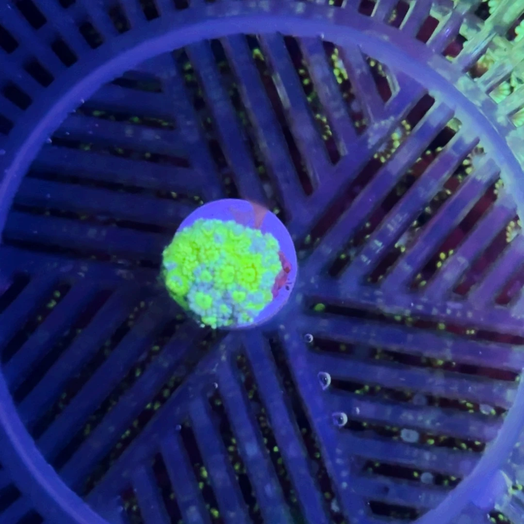 A***n纽扣珊瑚单苞一颗