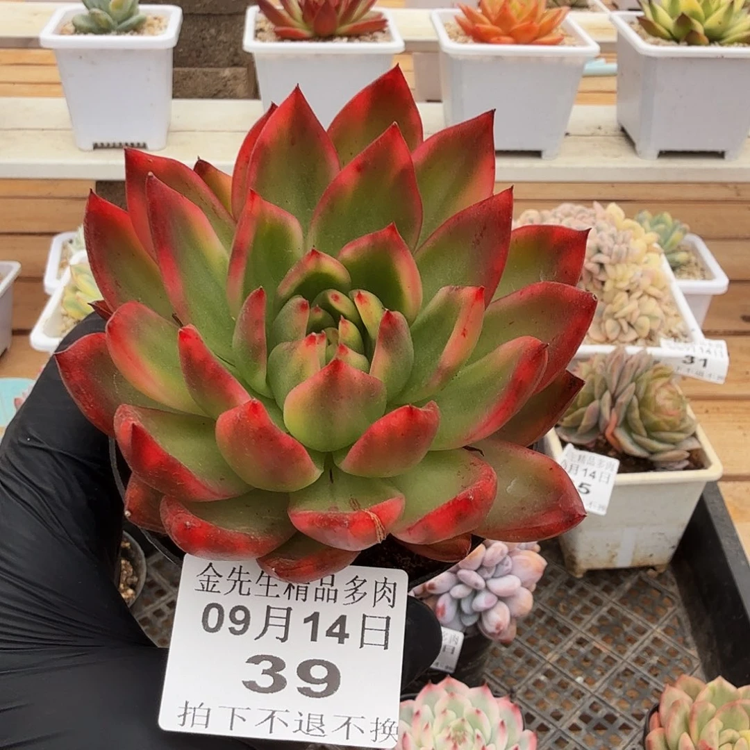 0914-39东云花脸锦