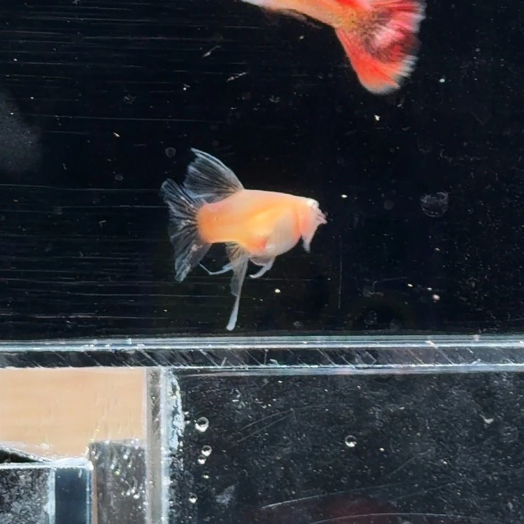 孔雀鱼金属红蕾丝白子绒球一对种鱼级别压成
