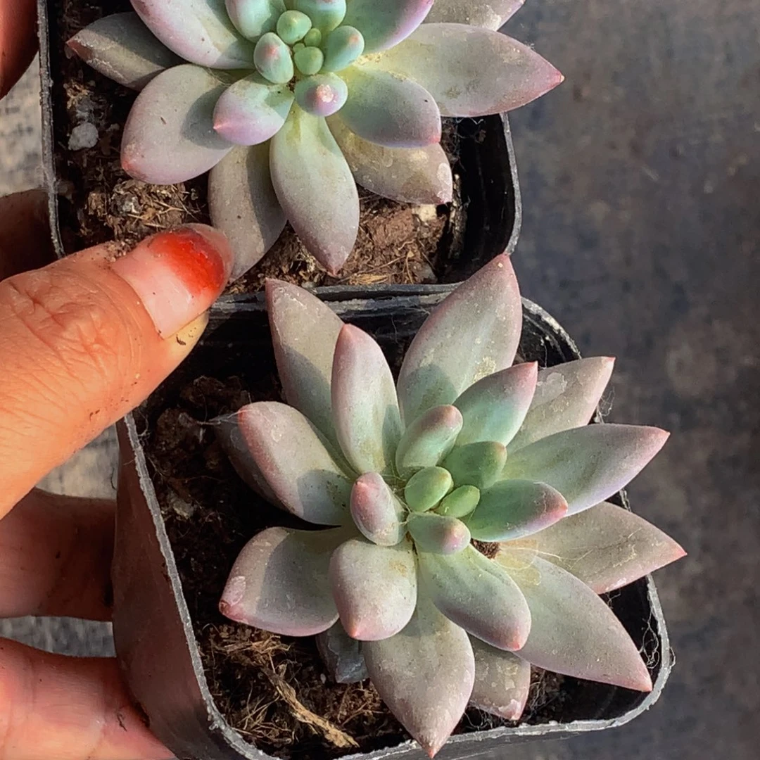 车厘子 满9.99 发2个