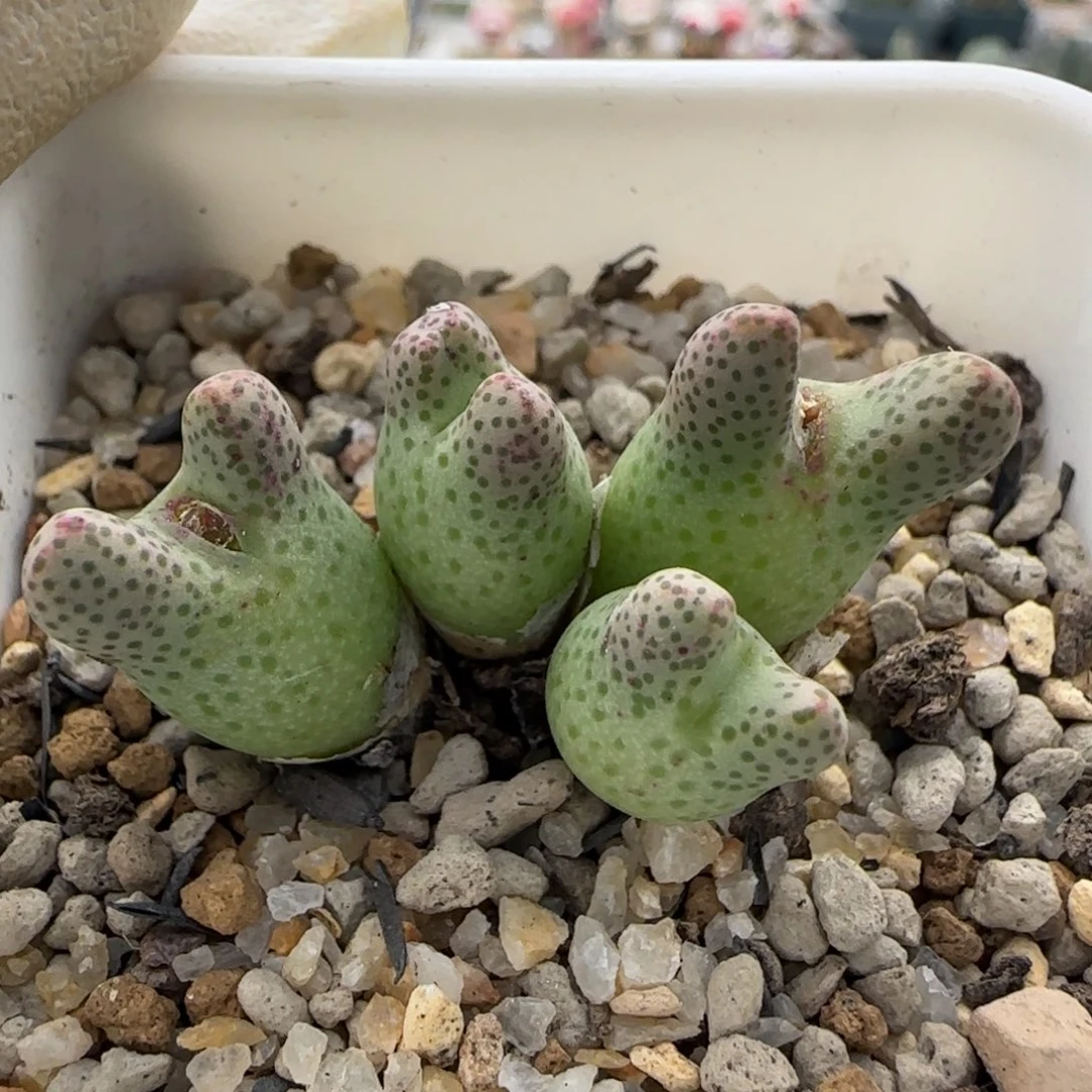 12-12-6-1双十二8折福利火龙果斑马脱土