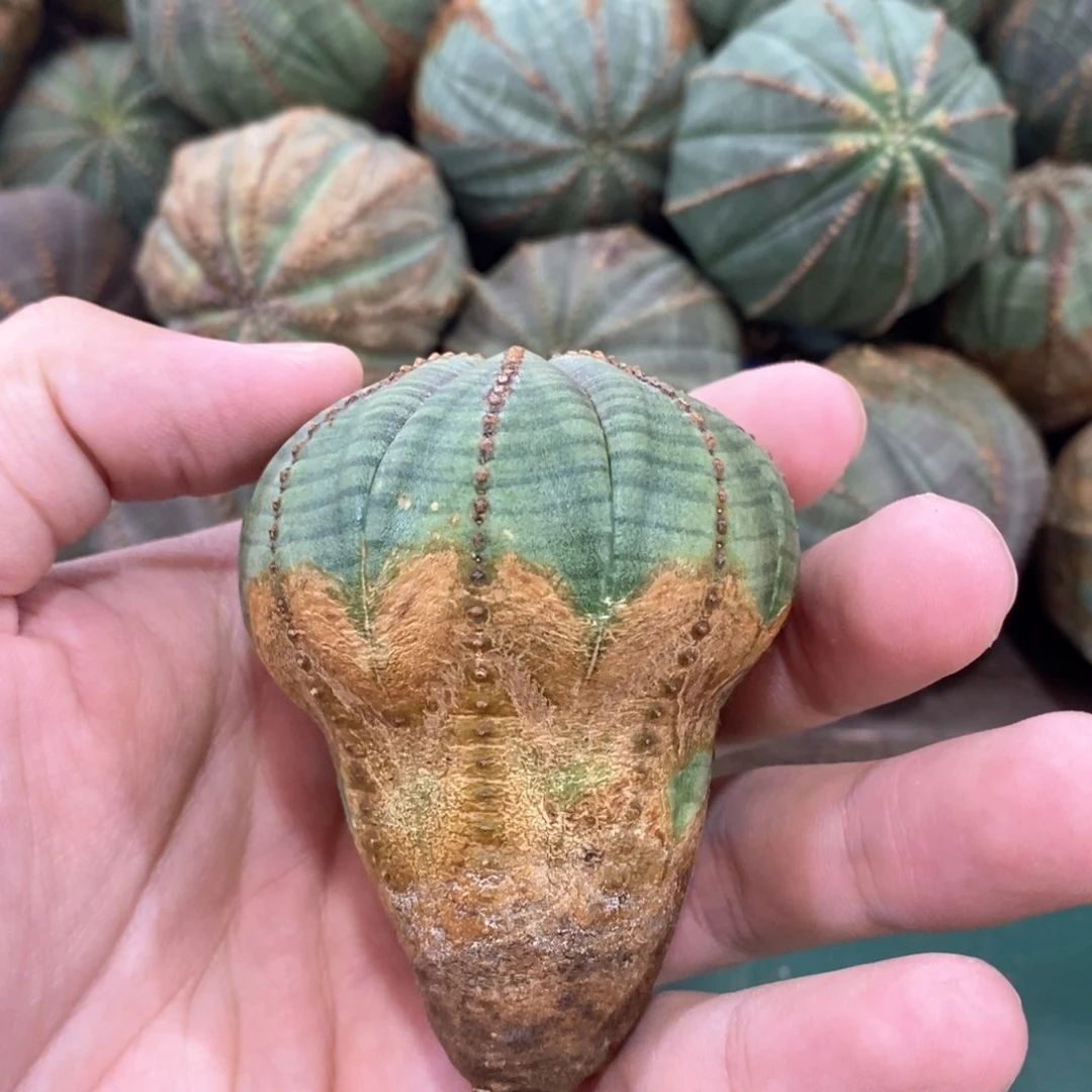 原产地布纹球多肉植物