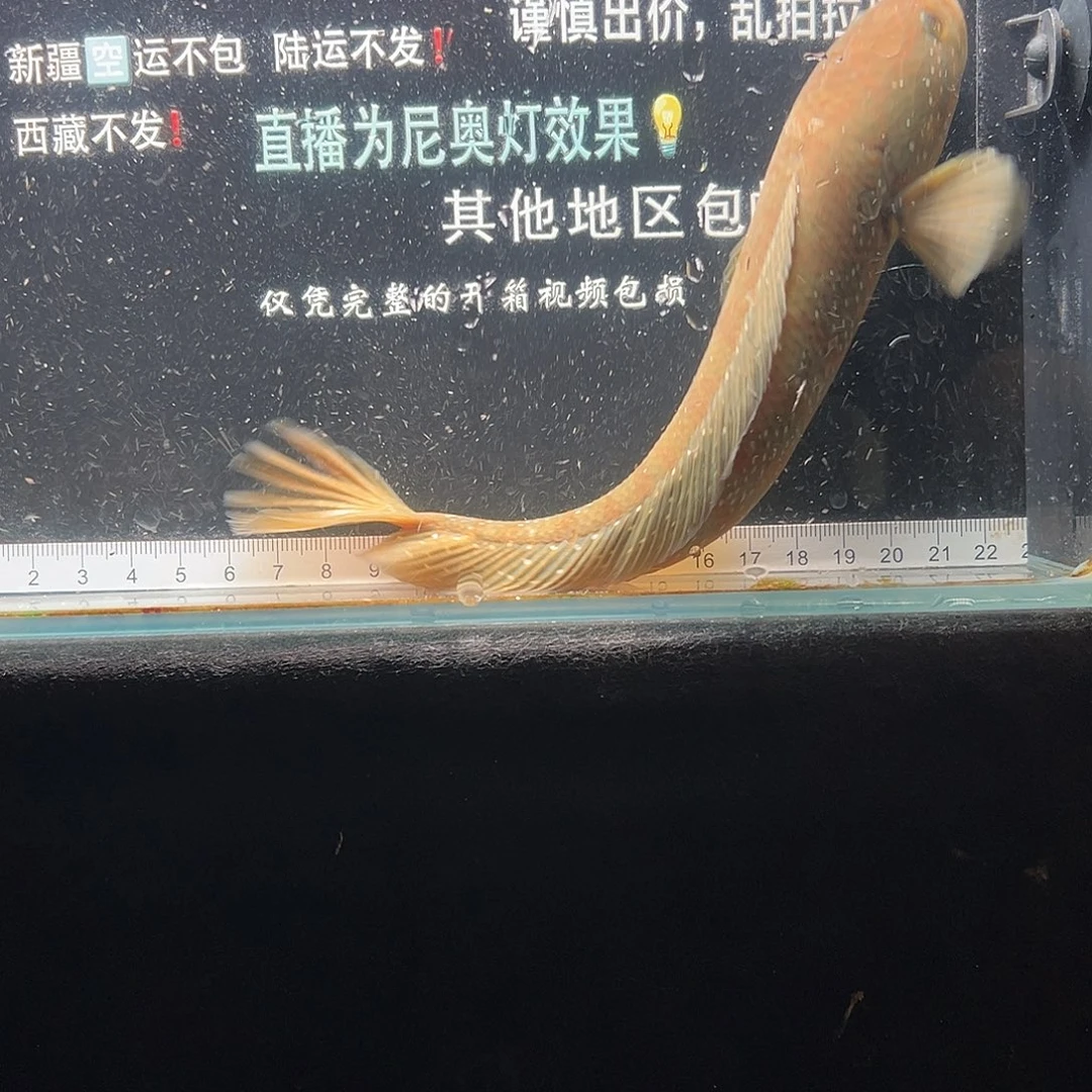 雷龙鱼七星雷龙鱼七星雷龙