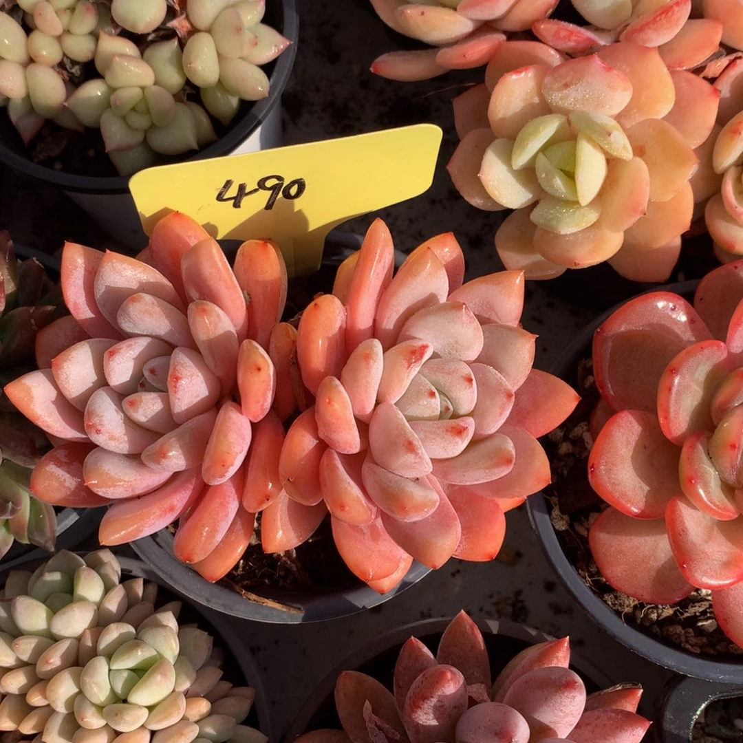 双头全状态星星学72727272727