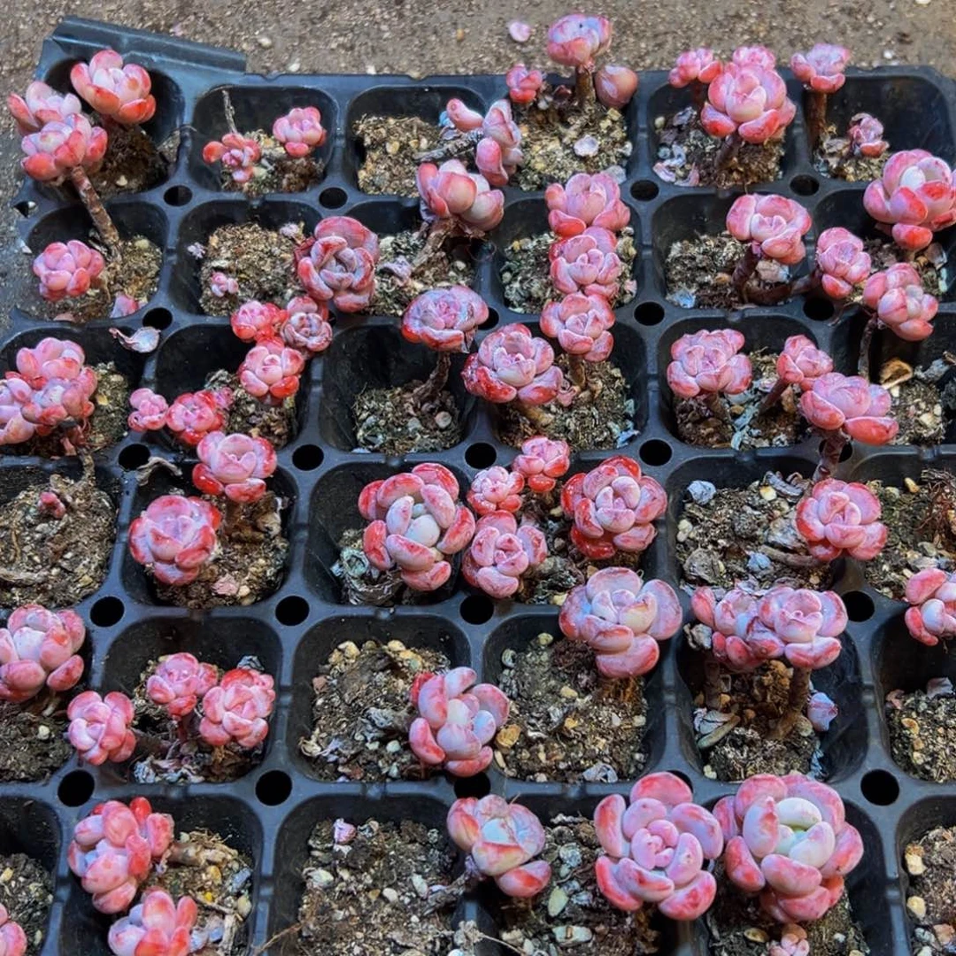 430多肉葡萄的味道是