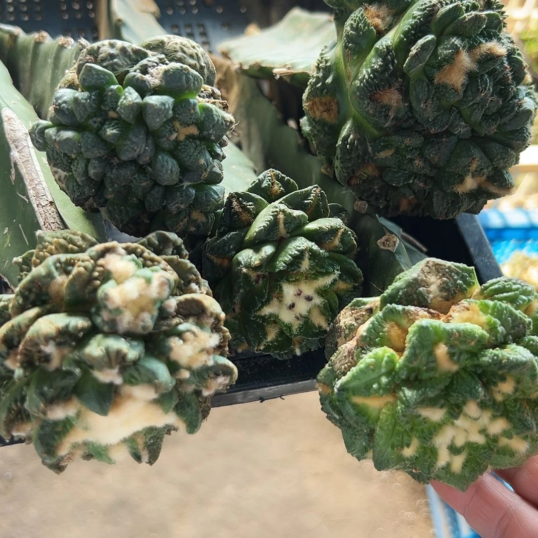 无花朵福利五颗练手牡丹288