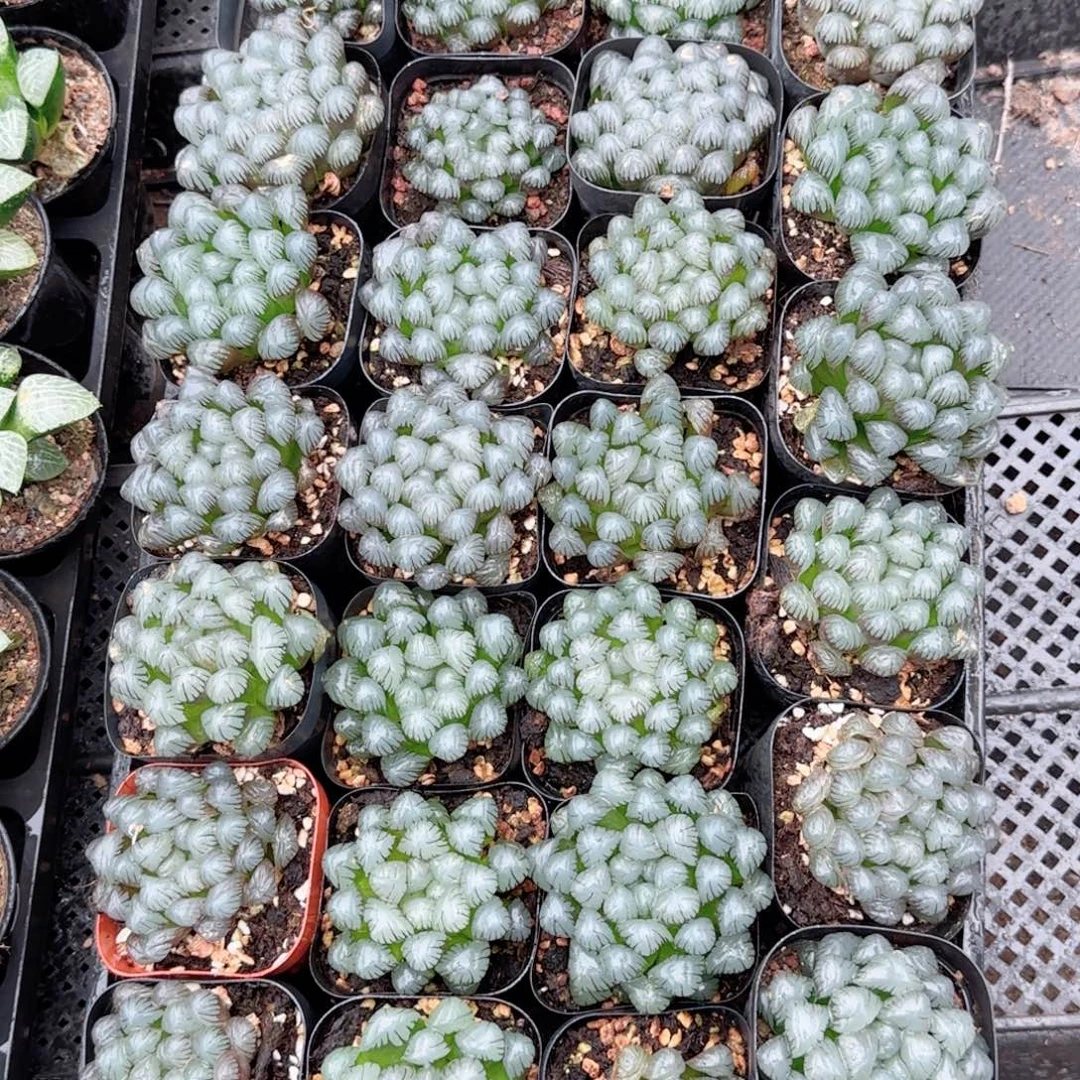 潘氏冰灯玉露多肉植物一颗