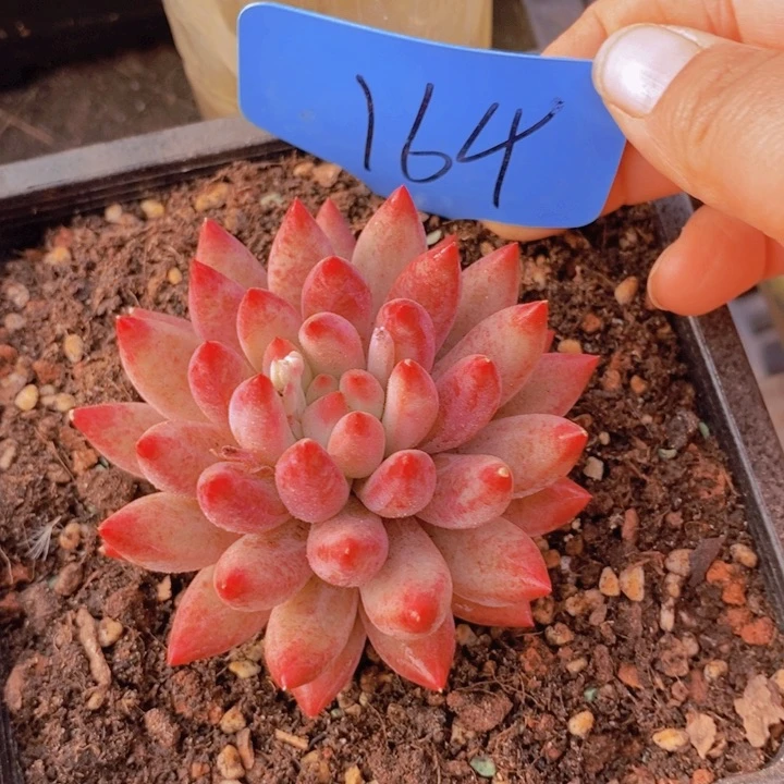 是吗凡啊这不是说