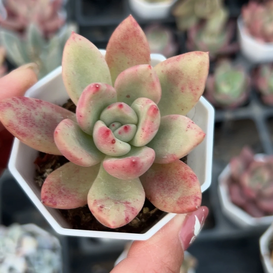 多肉植物三色诺玛