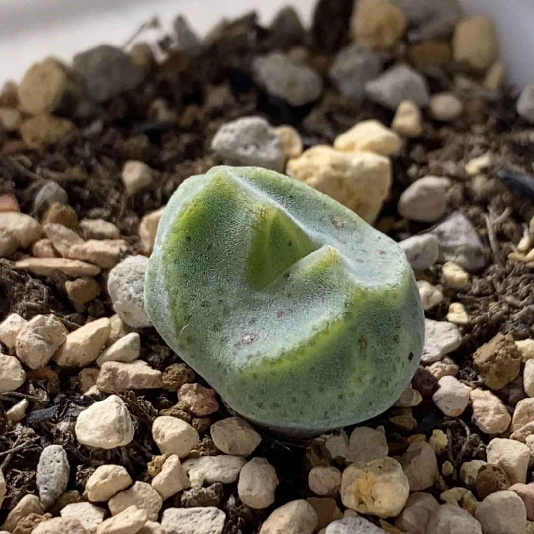 一颗优选绿豆糕好看好看