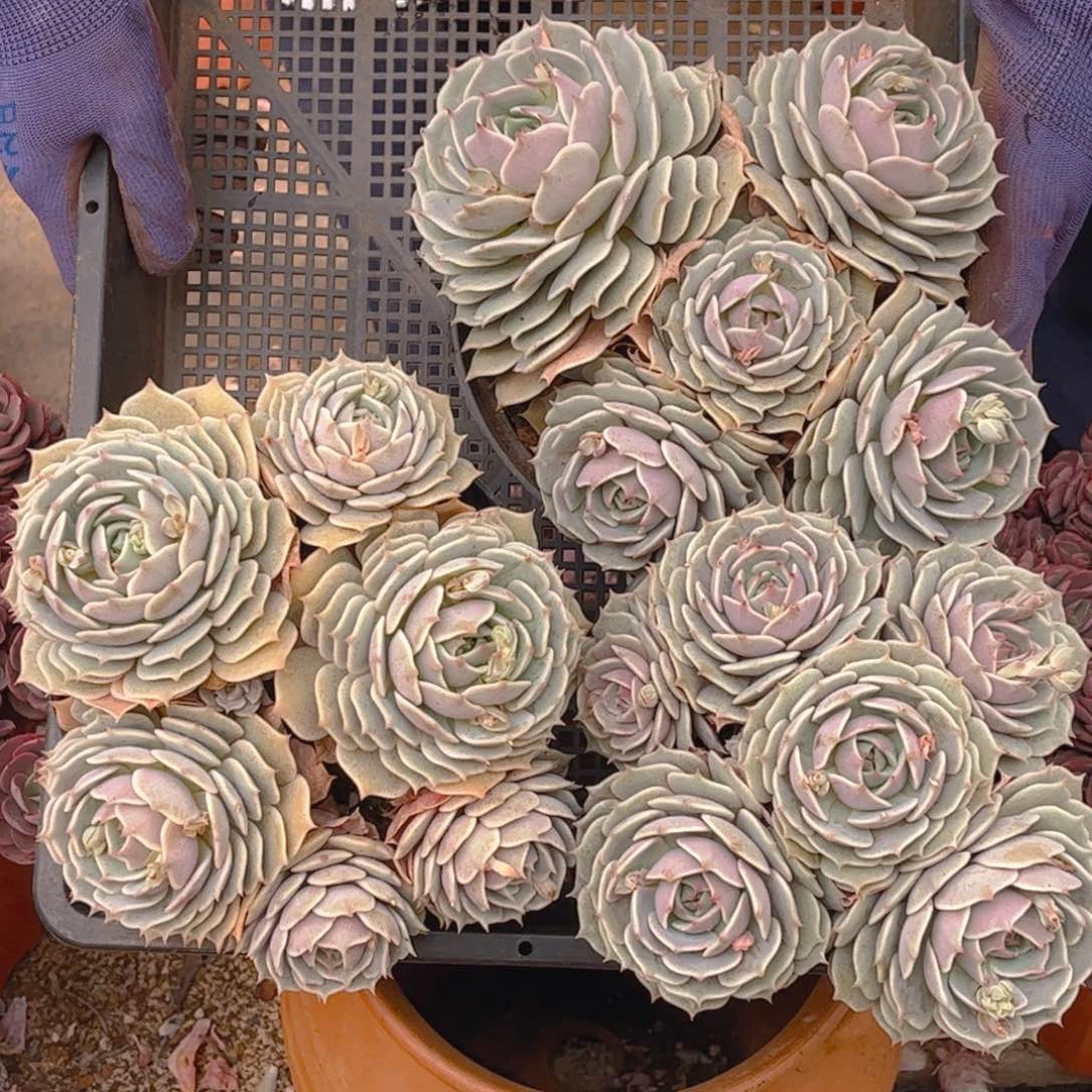 露娜莲一颗发货包邮