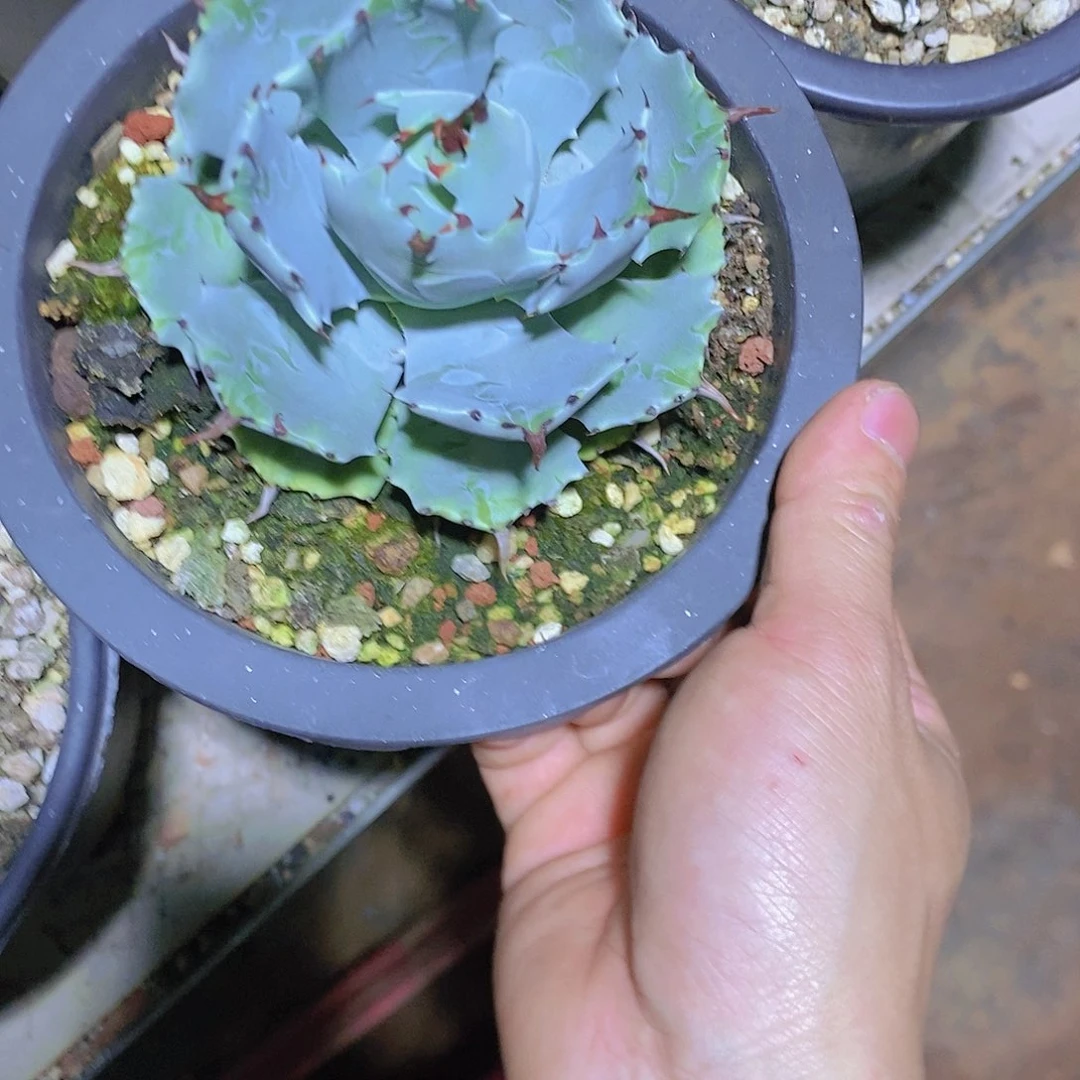 多肉植物龙蛇兰植物