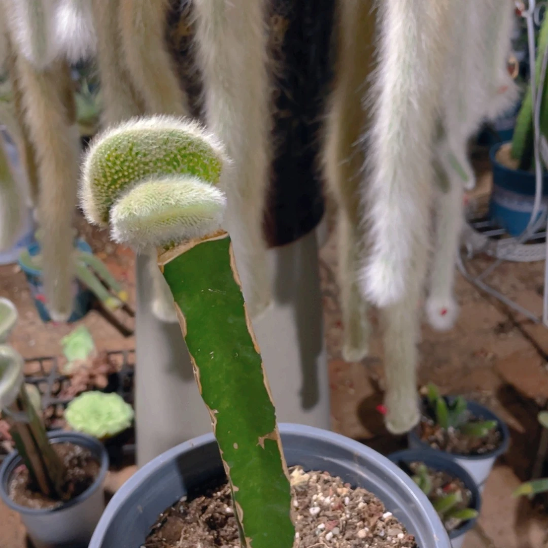 ****生九尾狐双眼皮11111