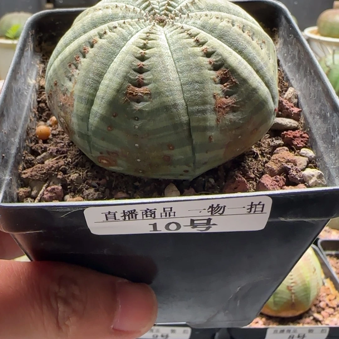 欧布实生，10号，带盆