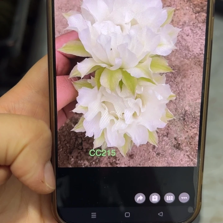 无花朵无根侧芽歪cc215
