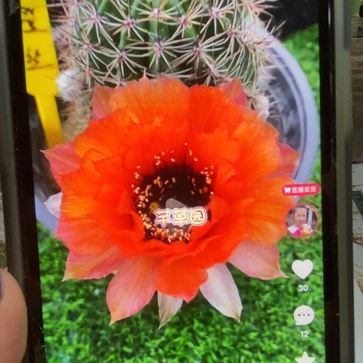 橘丝丝丽花侧芽三公分