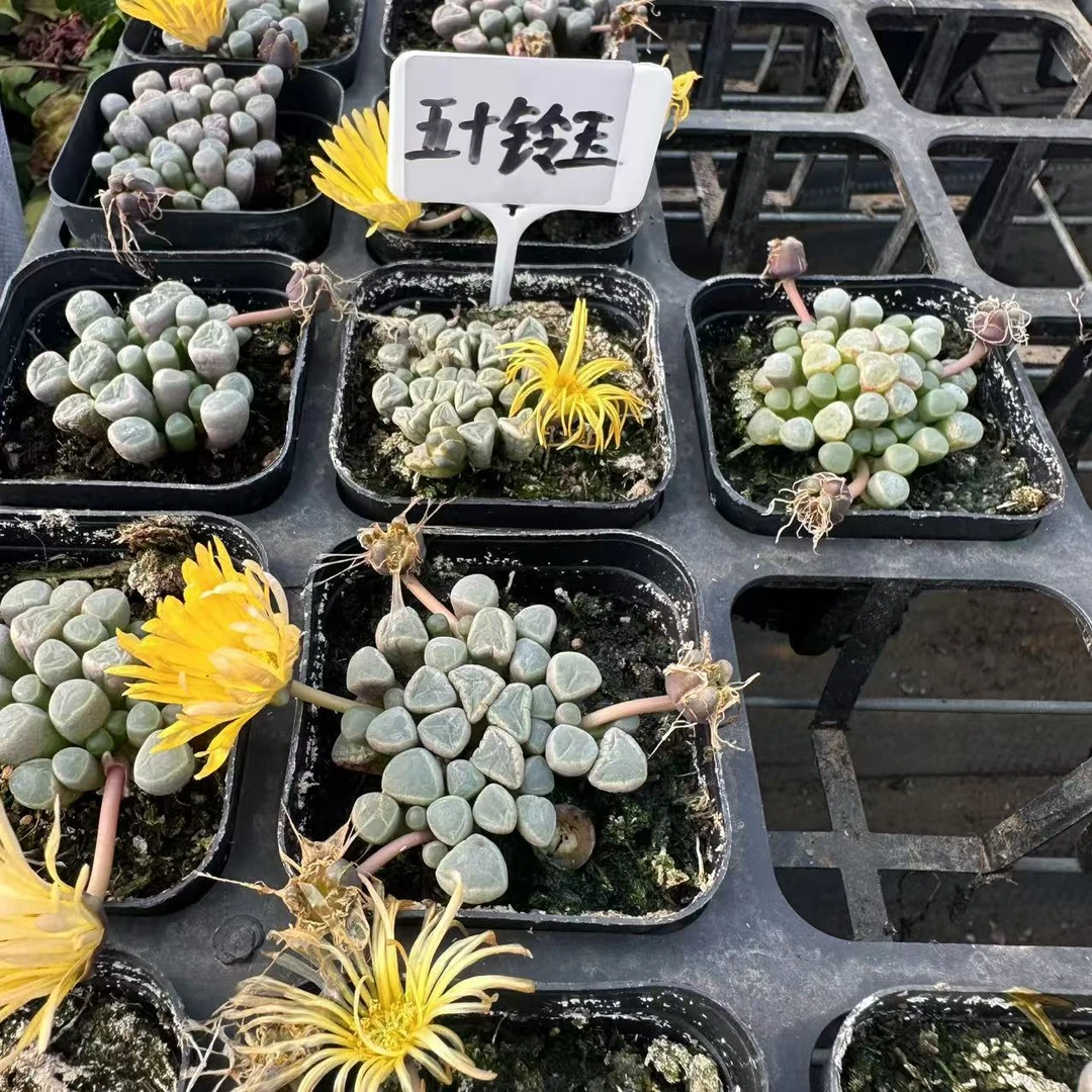 五十铃玉多肉植物 脱土