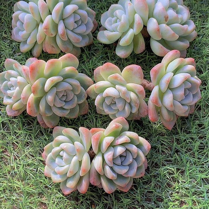 一物一拍，福利粗腿双头老庄冰玉5颗