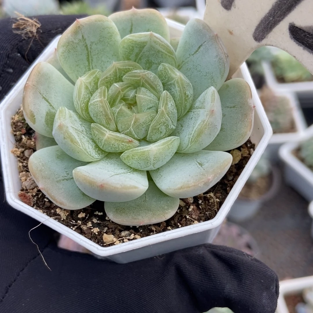 1992白恋多肉植物保护