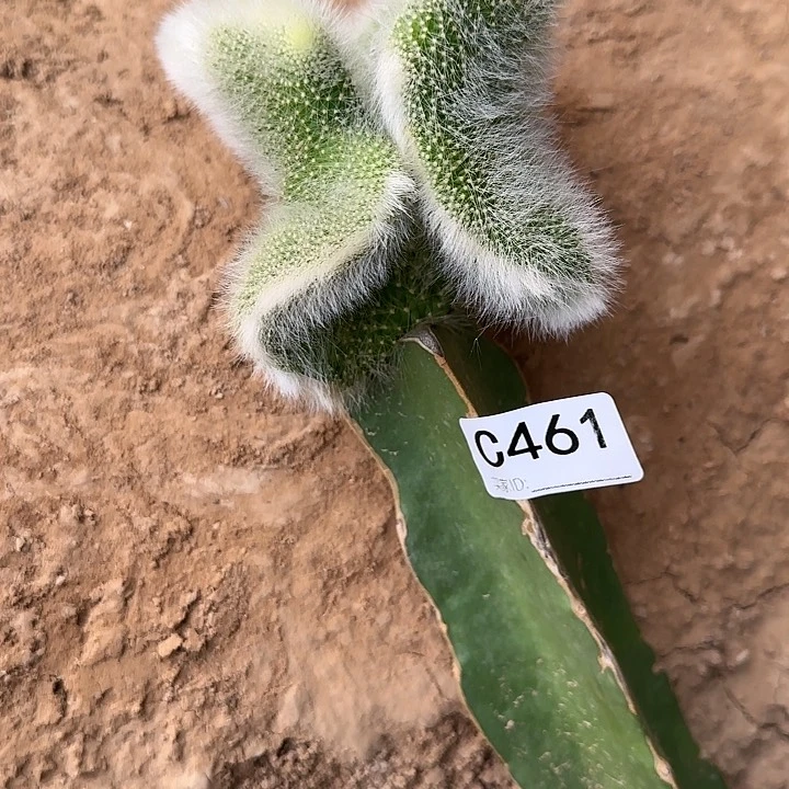 福嫁接九尾狐缀化微瑕疵461