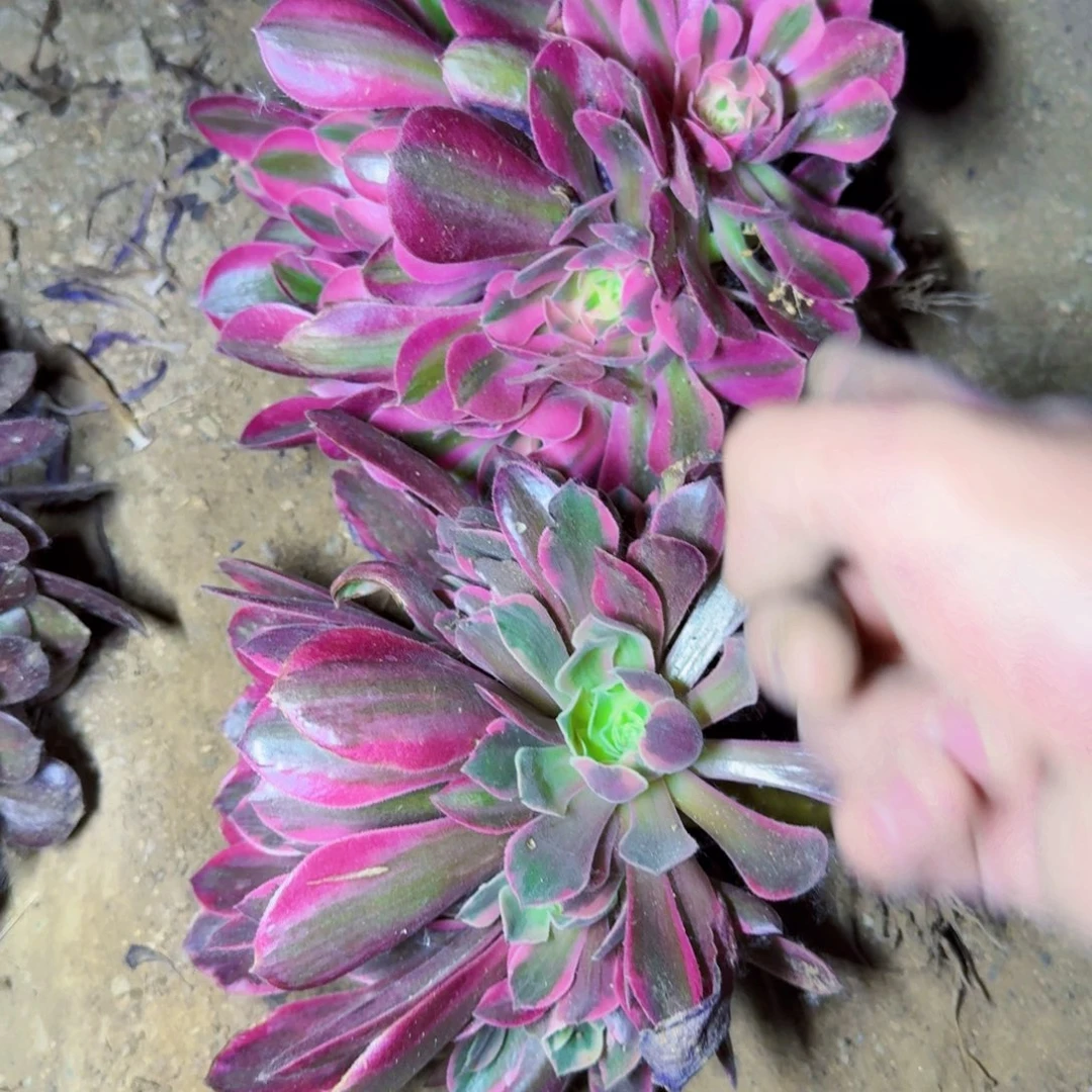 女巫加妖月满20包邮