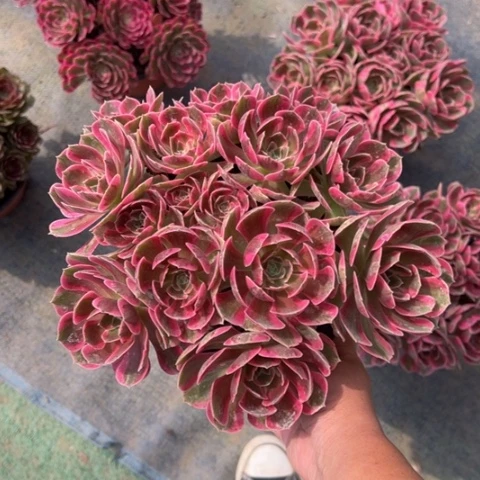 生****粉女郎朵朵多肉5颗