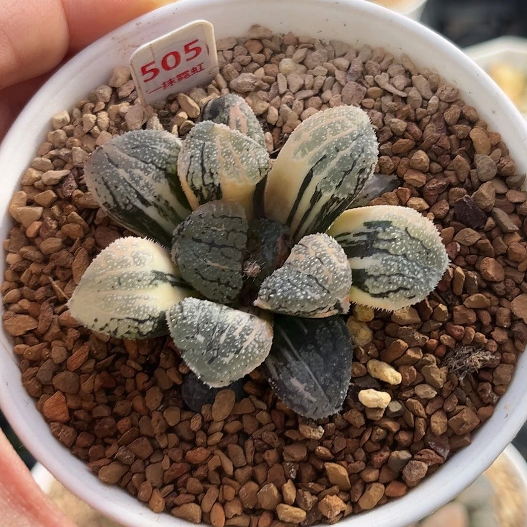 505魔多寿锦福利福利