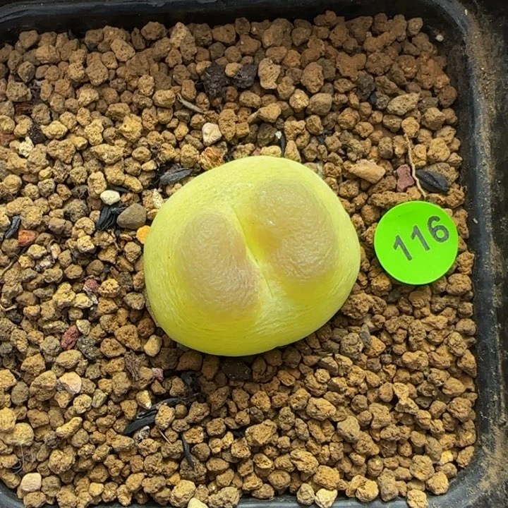 拉登2.6多肉植物116