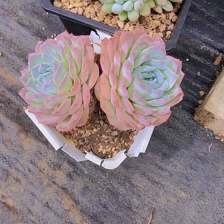 姐***ヾ冰魄多肉植物双头