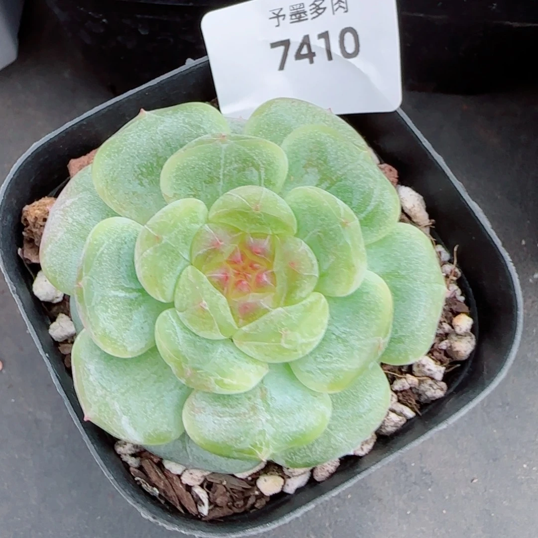 孤品珍妮，7410多肉植物