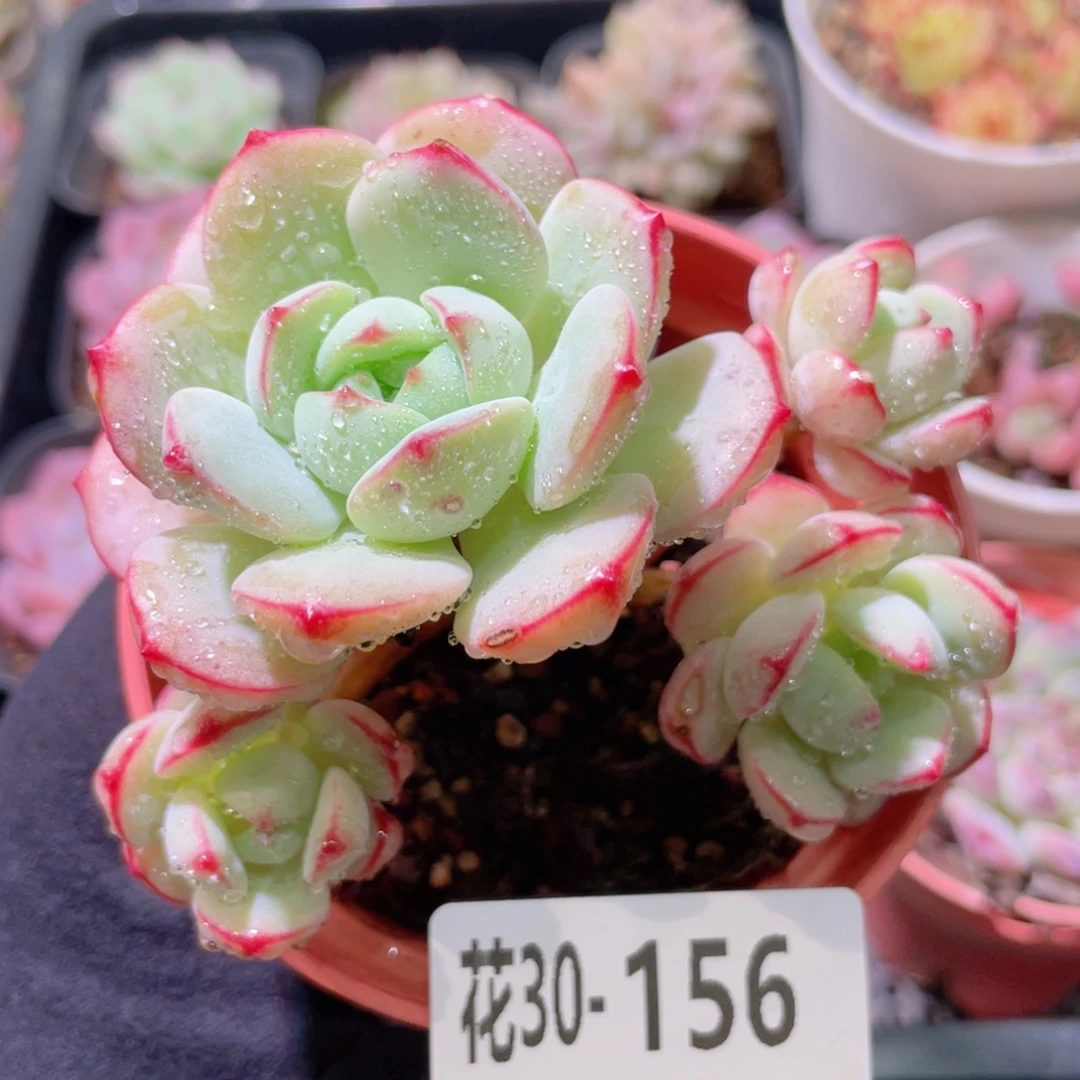 花利美30-156香草