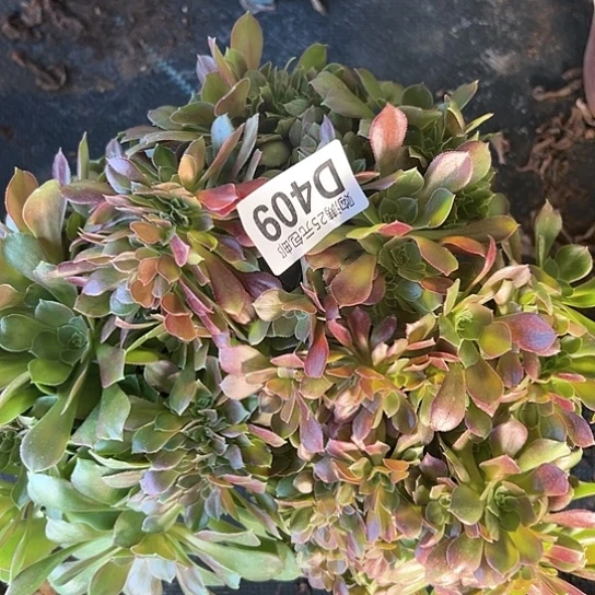 刘*冰多肉植物一个