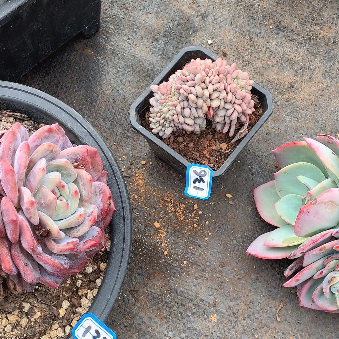 136爱丽儿 一物一拍多肉