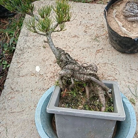 微型宫岛盆景微型实物