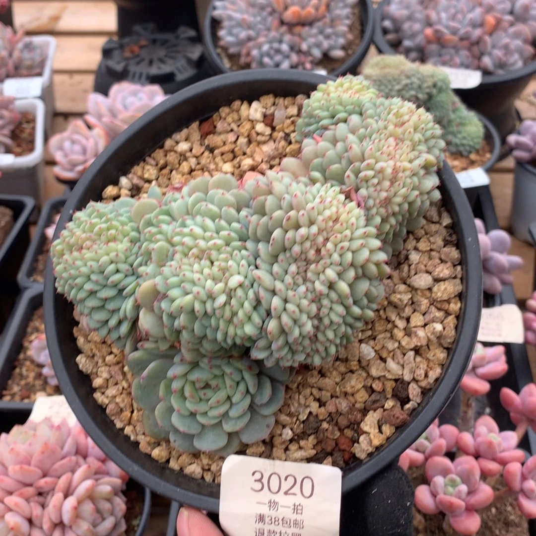 14厘米胸花白胖子缀3020