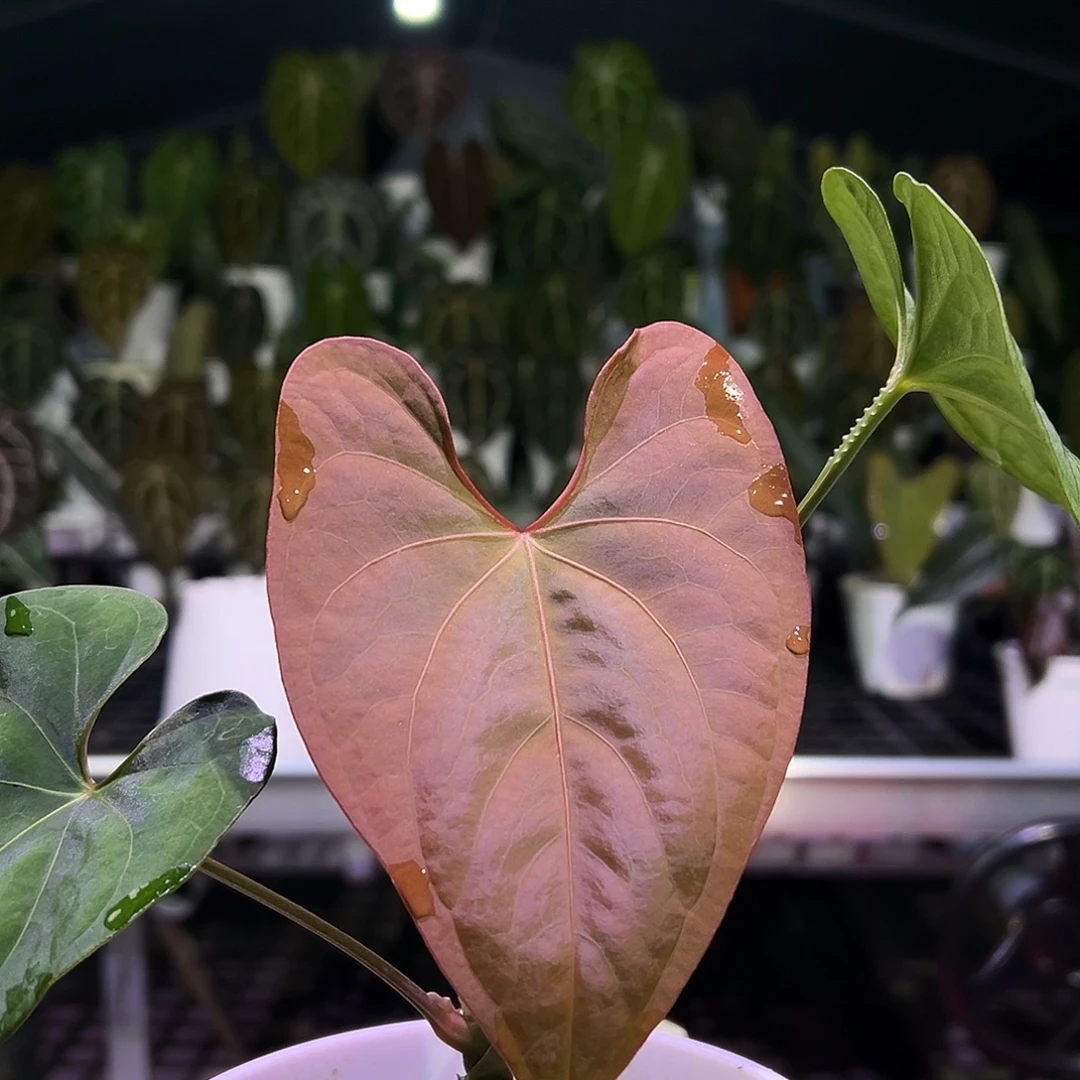 完全开放原种蝠鲼