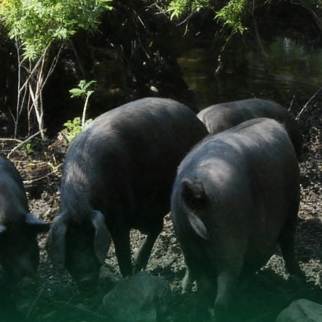 【草叶源】跑山松辽黑猪肥膘5斤