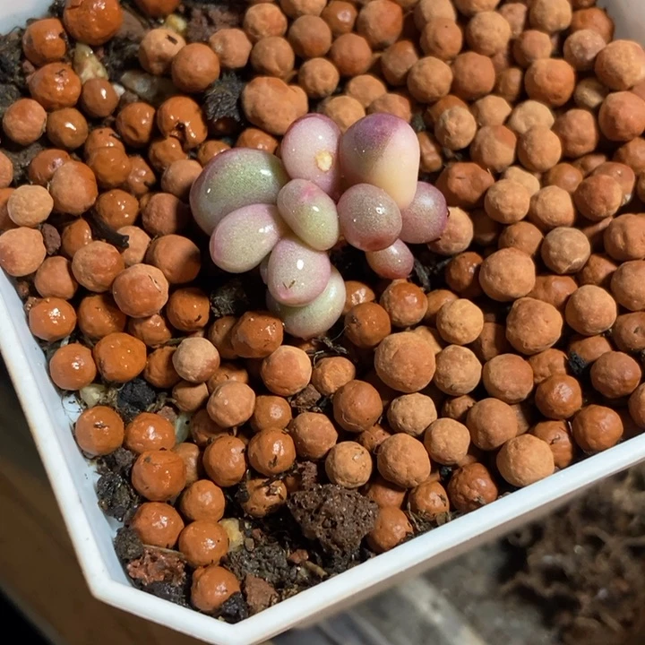 小**米文乐奶酪锦多肉植物