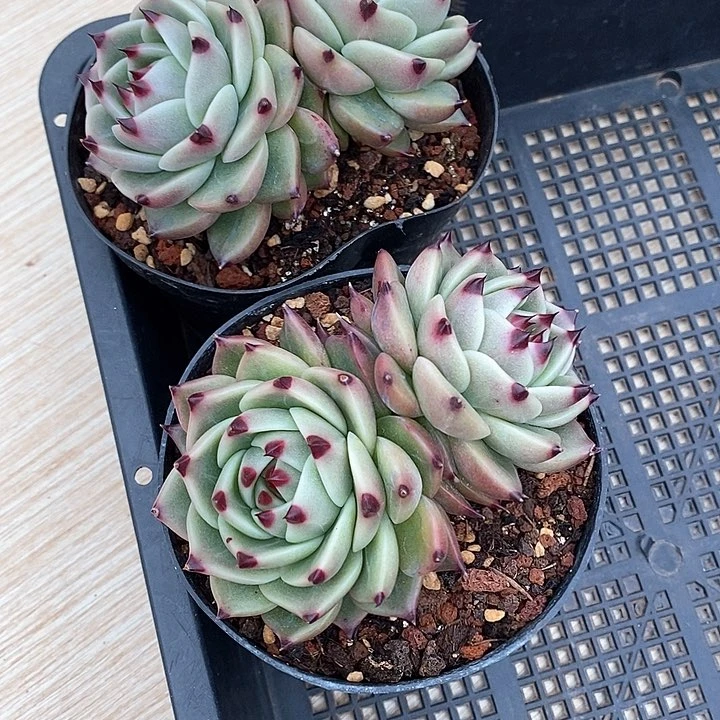 激**进2911———直播福利