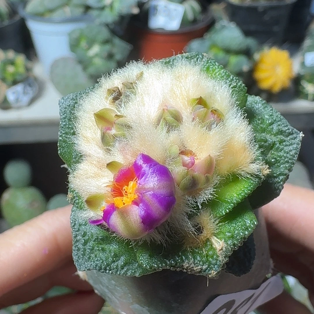 无花朵福利苗接辛顿小苗081