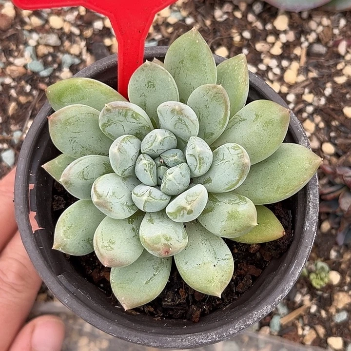 暗纹美人一物一拍767