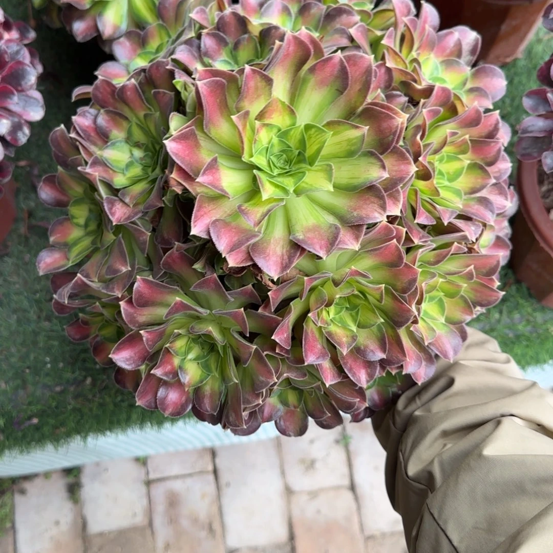 无花朵韶华大号手捧